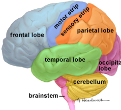 picture of brain